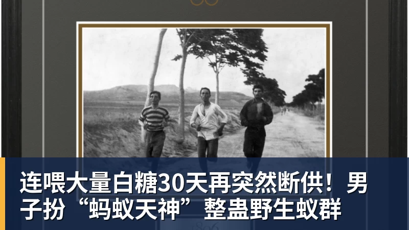 连喂大量白糖30天再突然断供！男子扮“蚂蚁天神”整蛊野生蚁群